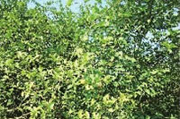 安鑫娱乐,油茶莳植生产加工销售,植物油莳植生产加工销售