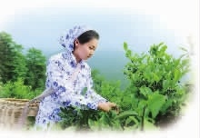 安鑫娱乐,油茶莳植生产加工销售,植物油莳植生产加工销售