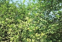 安鑫娱乐,油茶莳植生产加工销售,植物油莳植生产加工销售